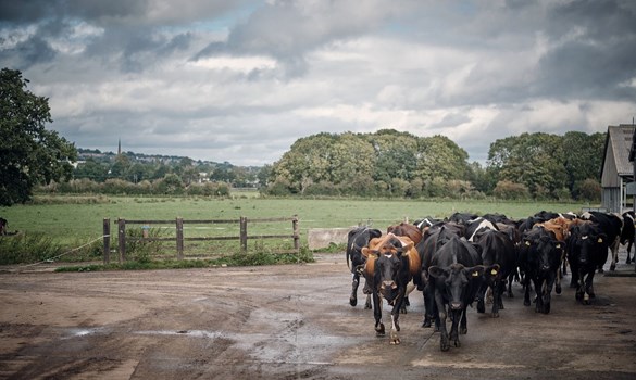 Cows coming in from field on concrete yard.